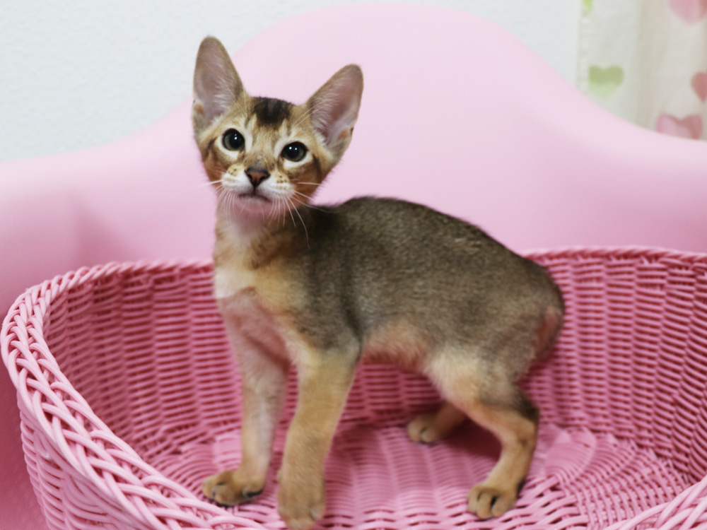 アビシニアンの子猫画像
