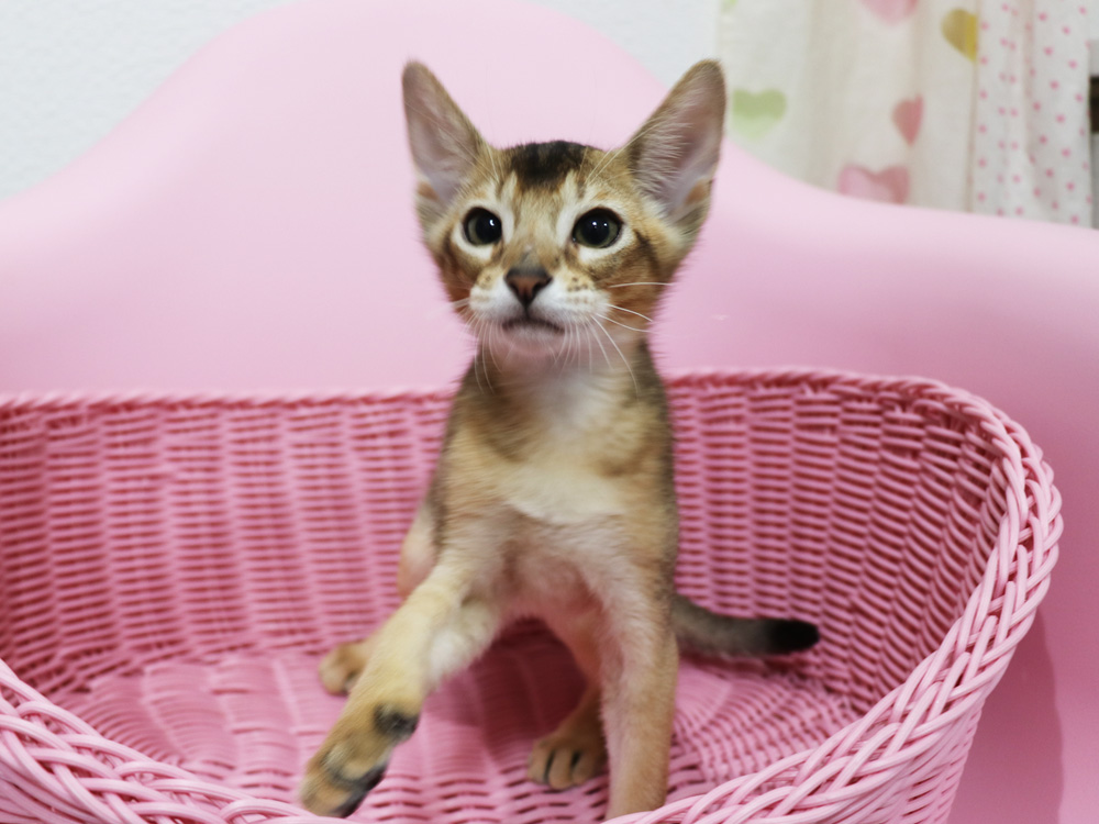 アビシニアンの子猫画像