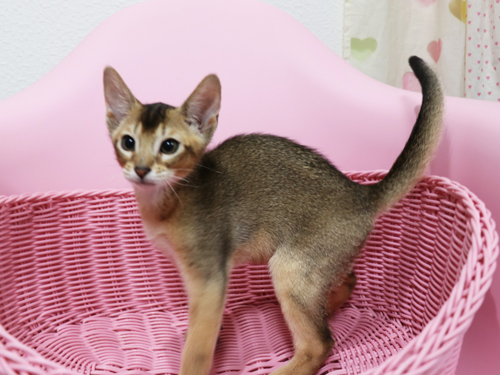 アビシニアンの子猫画像