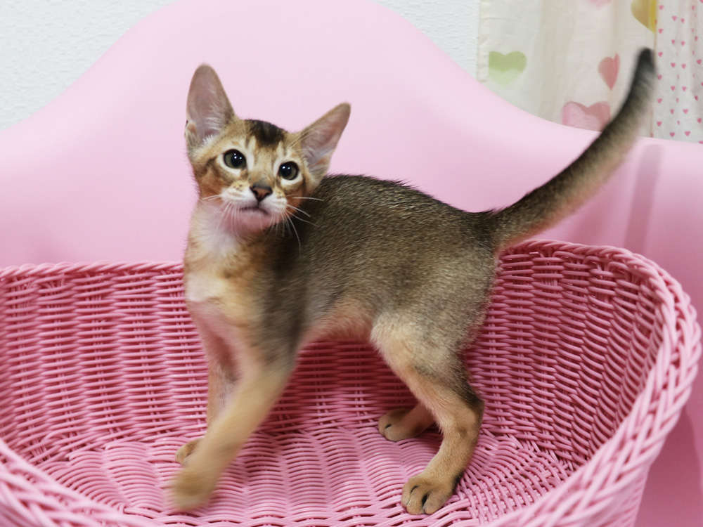 アビシニアンの子猫画像
