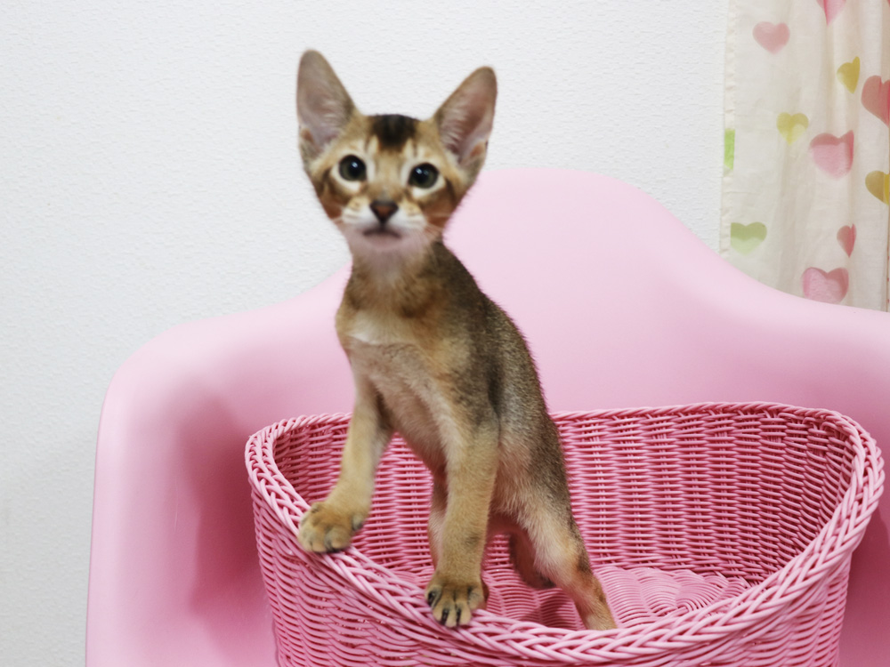 アビシニアンの子猫画像