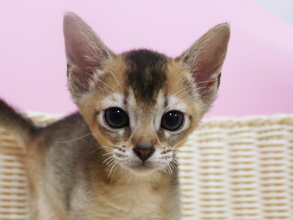 アビシニアンの子猫画像