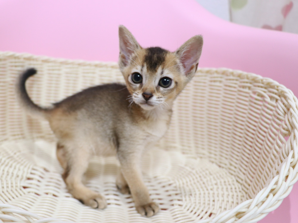 アビシニアンの子猫画像