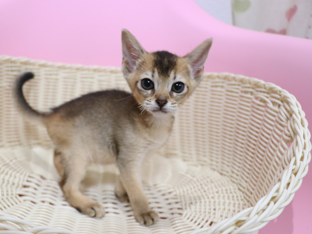 アビシニアンの子猫画像