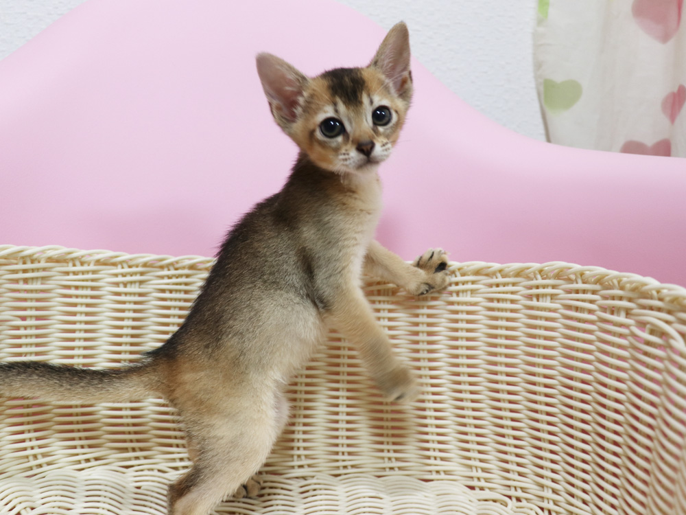 アビシニアンの子猫画像