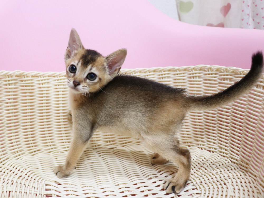 アビシニアンの子猫画像