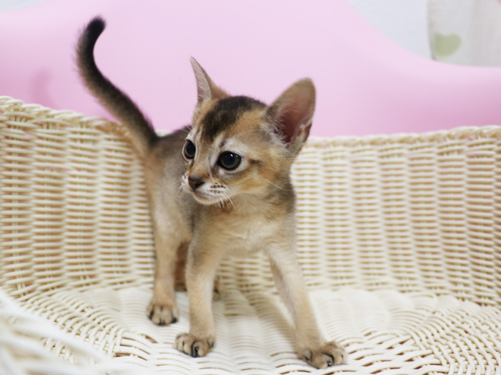 アビシニアンの子猫画像