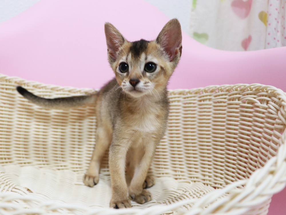 アビシニアンの子猫画像