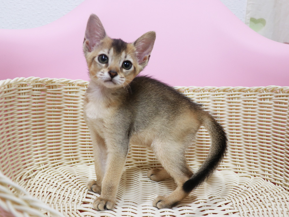 アビシニアンの子猫画像