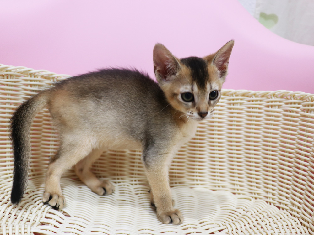 アビシニアンの子猫画像