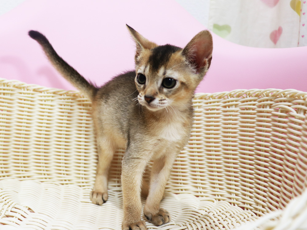 アビシニアンの子猫画像