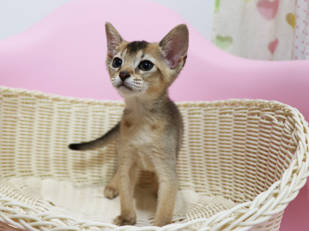 アビシニアンの子猫画像