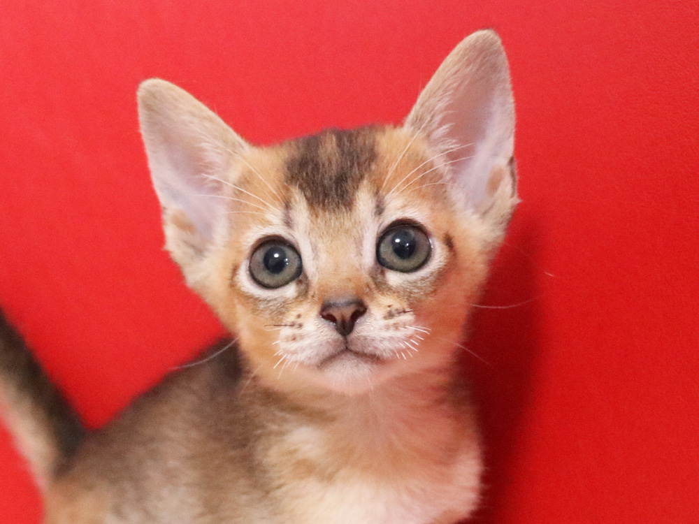アビシニアンの子猫画像