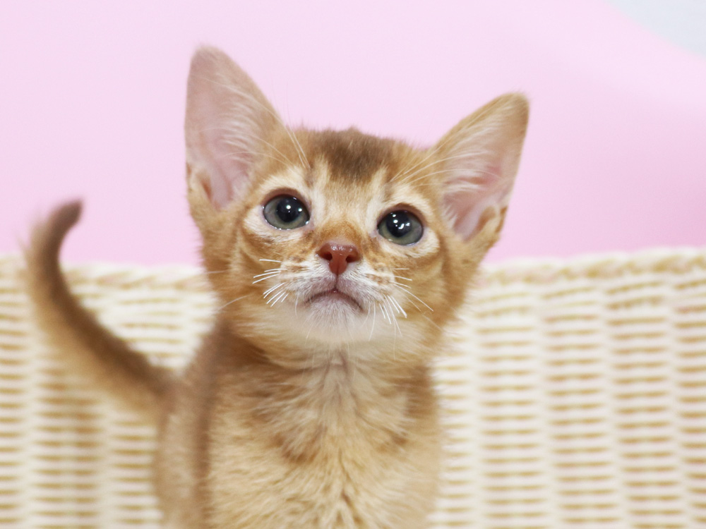 アビシニアンの子猫画像