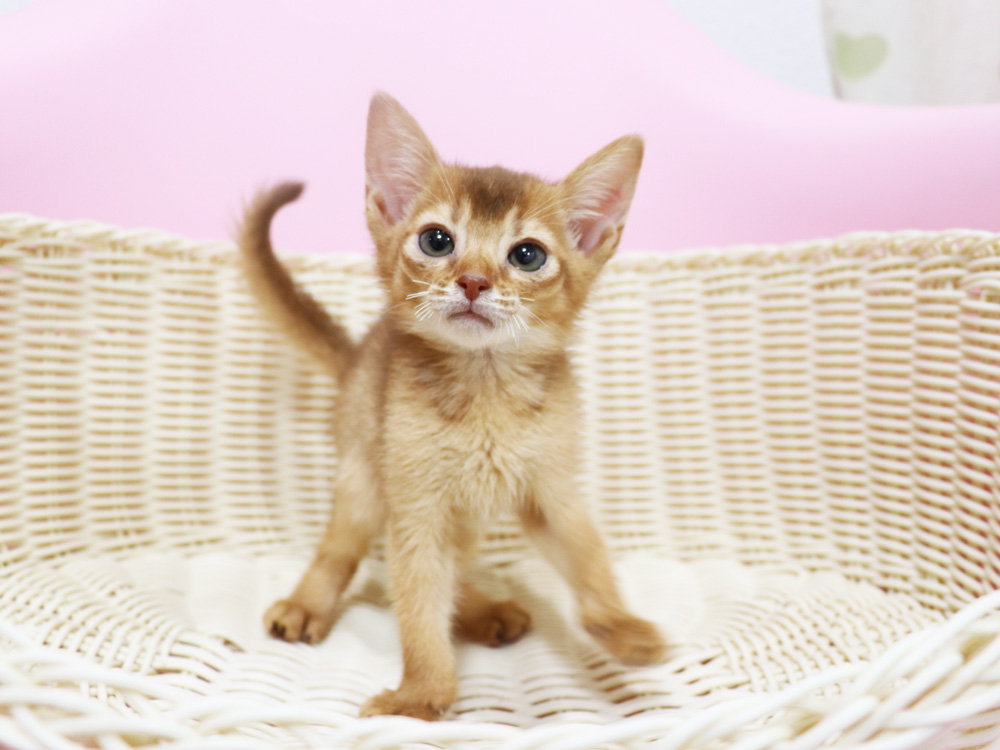 アビシニアンの子猫画像