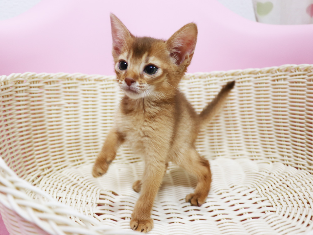 アビシニアンの子猫画像