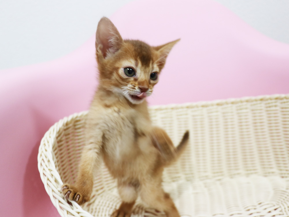 アビシニアンの子猫画像