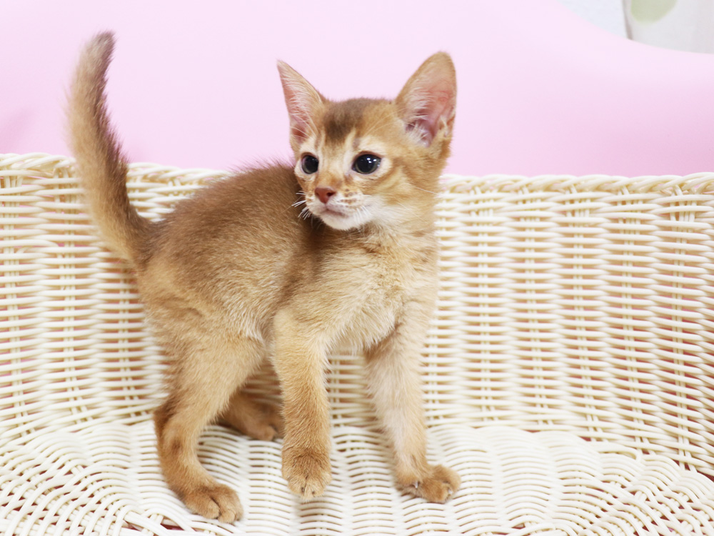 アビシニアンの子猫画像