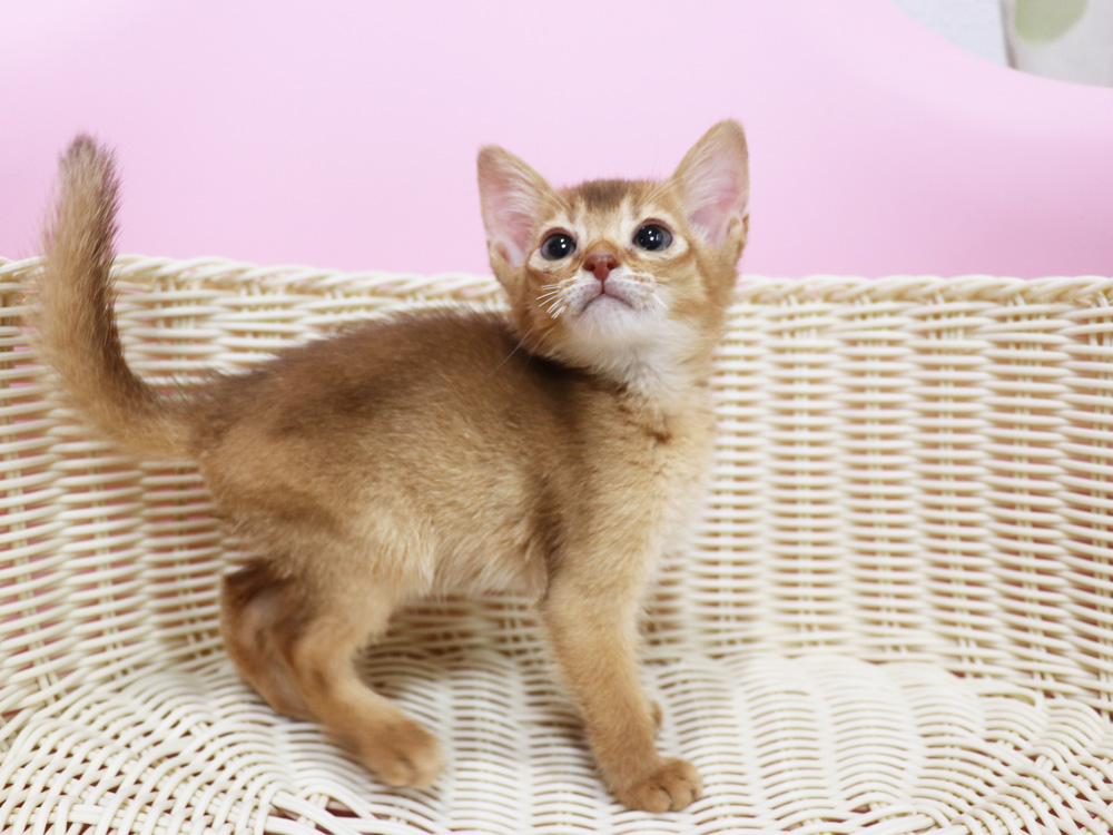 アビシニアンの子猫画像