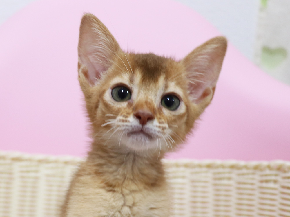 アビシニアンの子猫画像