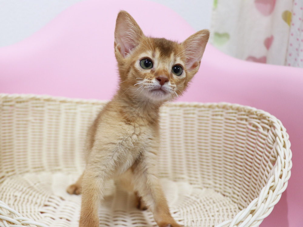 アビシニアンの子猫画像
