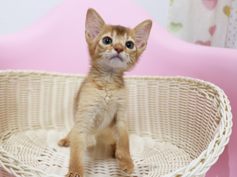 アビシニアンの子猫画像