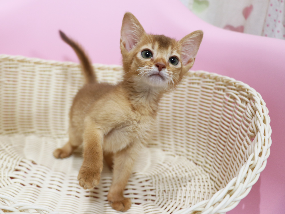 アビシニアンの子猫画像