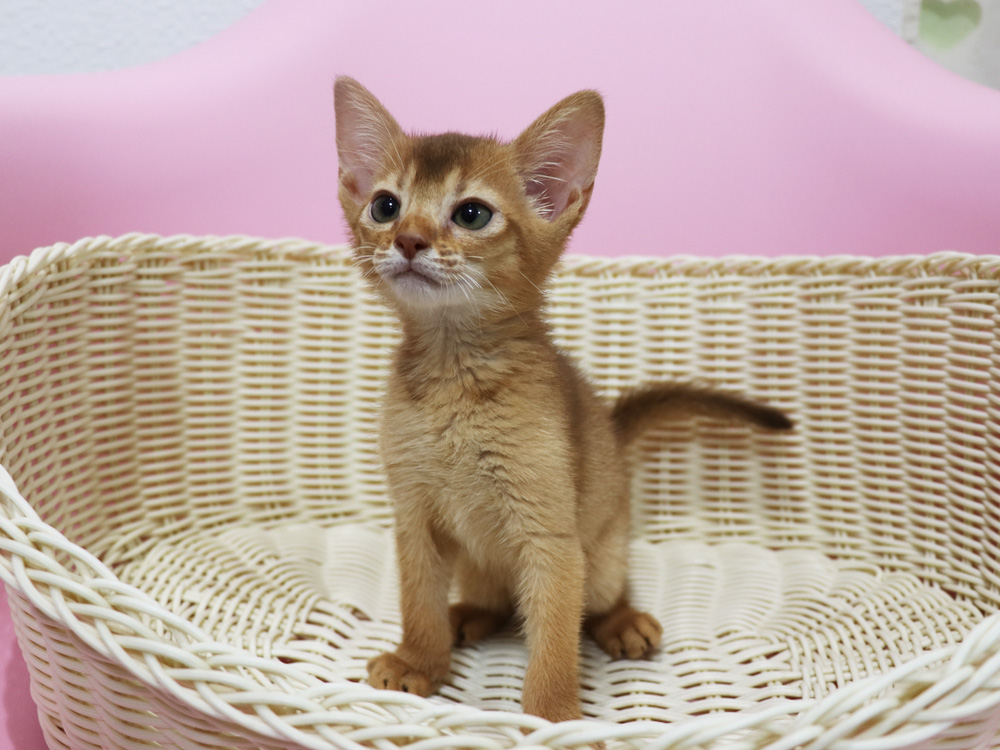 アビシニアンの子猫画像