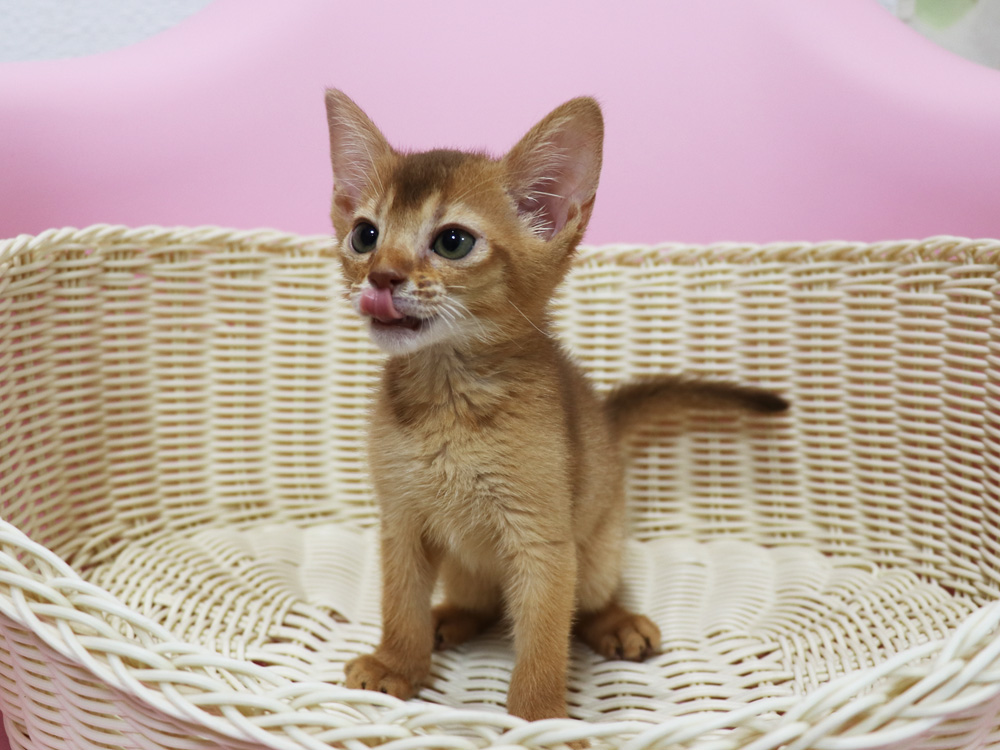 アビシニアンの子猫画像