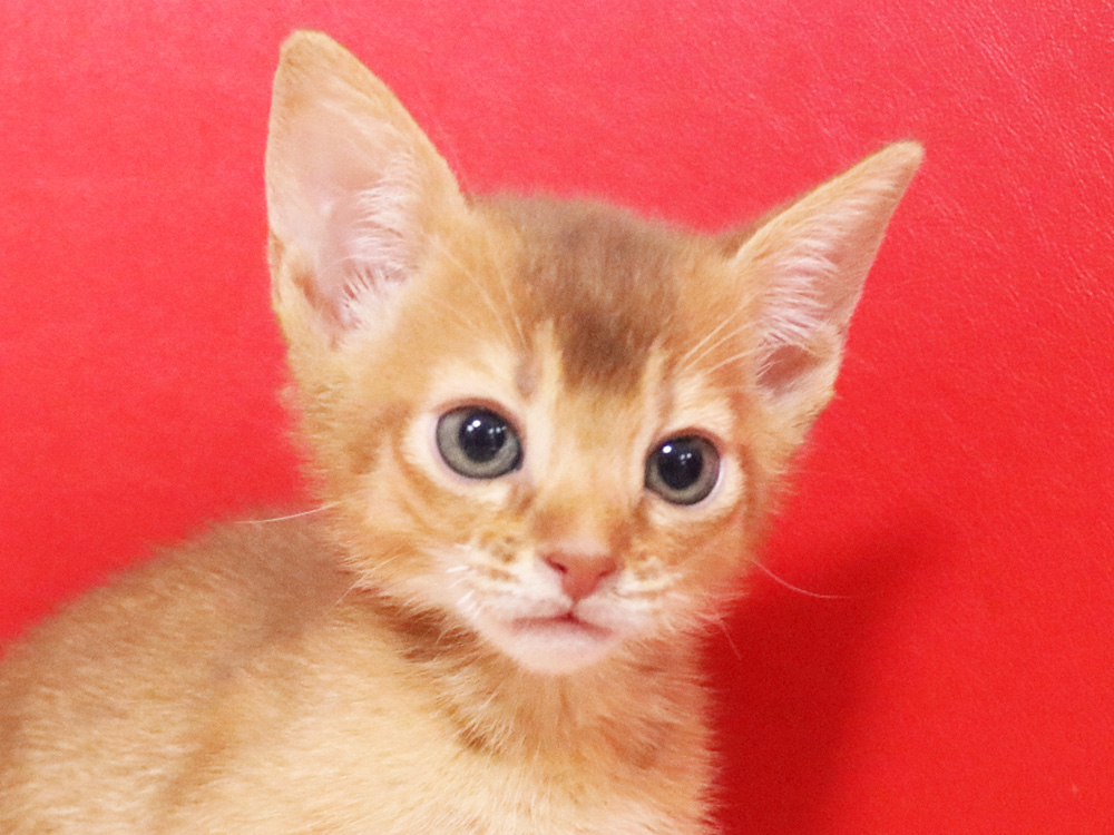 アビシニアンの子猫画像