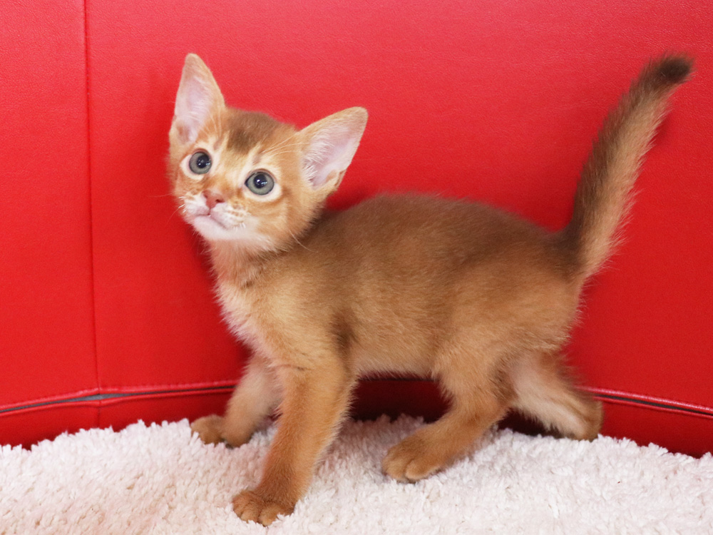 アビシニアンの子猫画像
