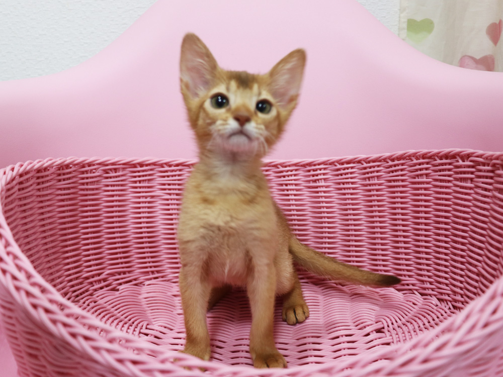 アビシニアンの子猫画像