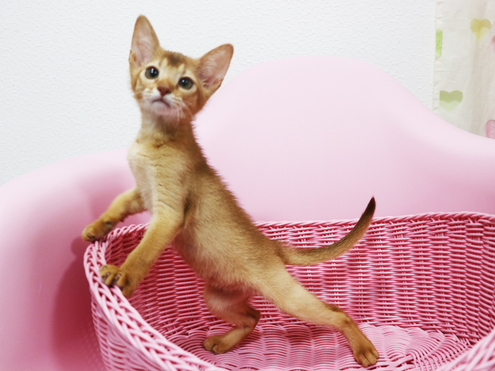 アビシニアンの子猫画像