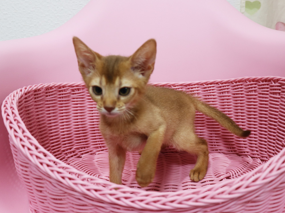 アビシニアンの子猫画像