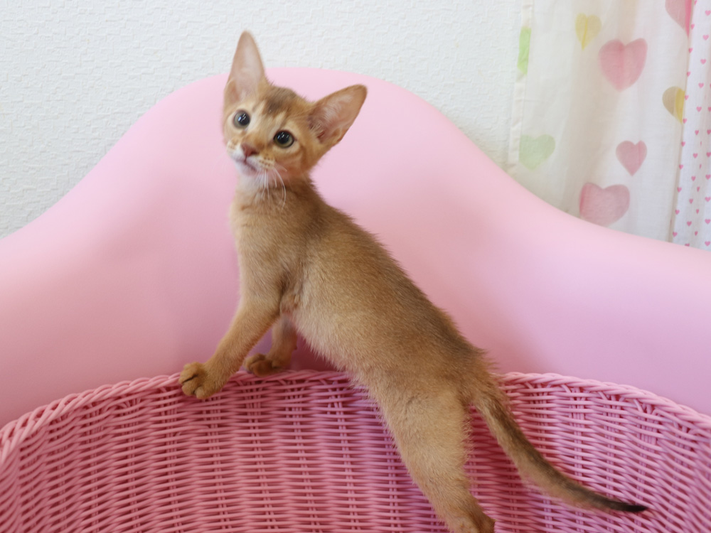 アビシニアンの子猫画像