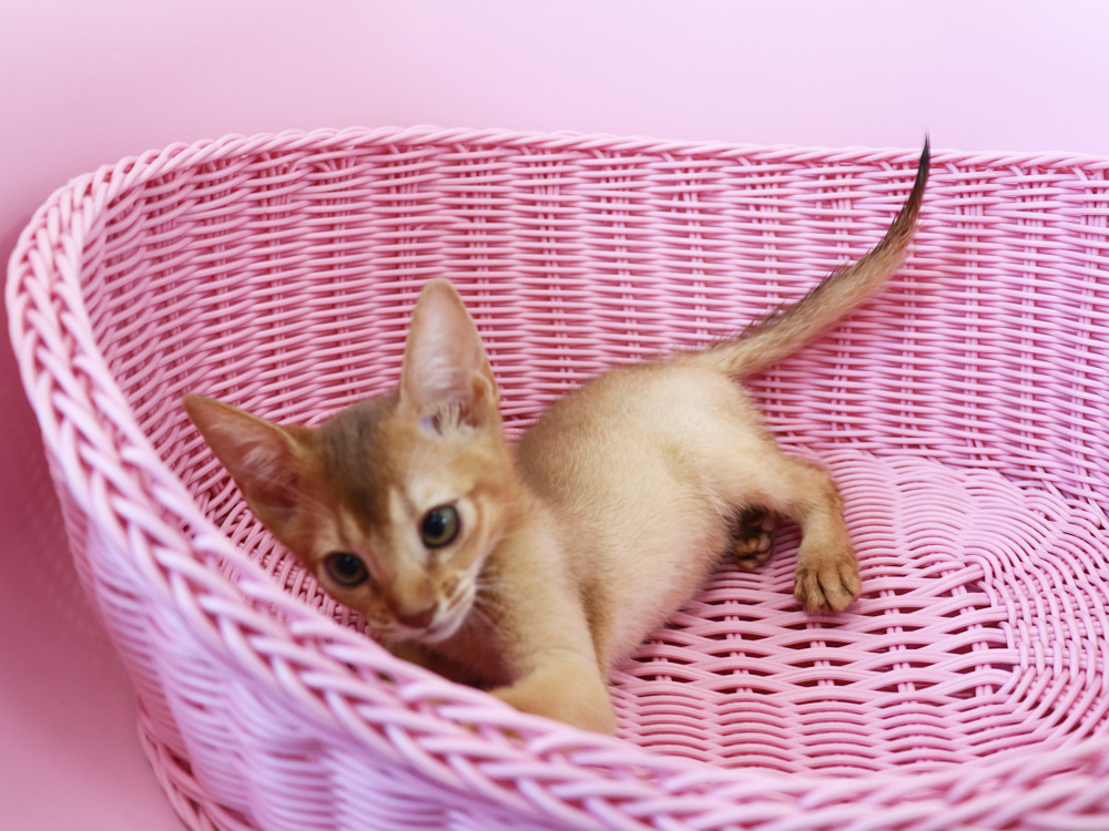 アビシニアンの子猫画像