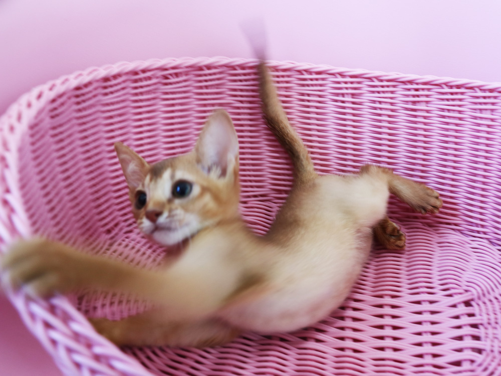 アビシニアンの子猫画像