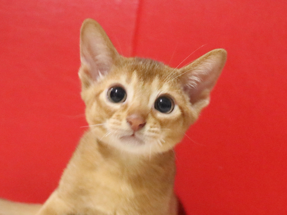 アビシニアンの子猫画像