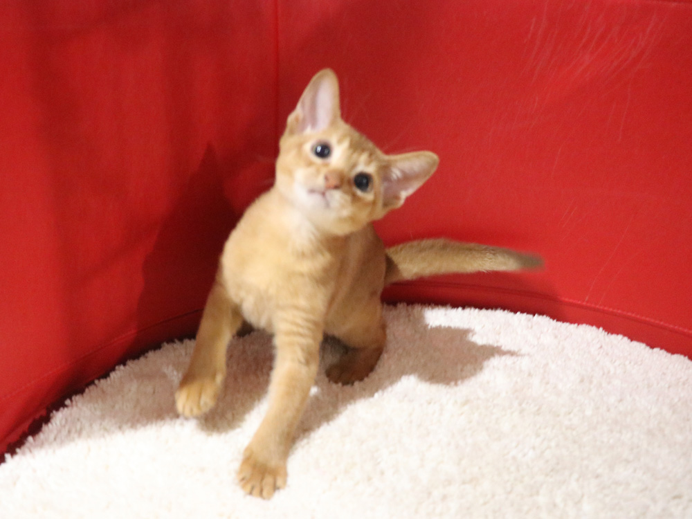 アビシニアンの子猫画像