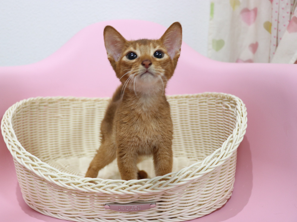 アビシニアンの子猫画像