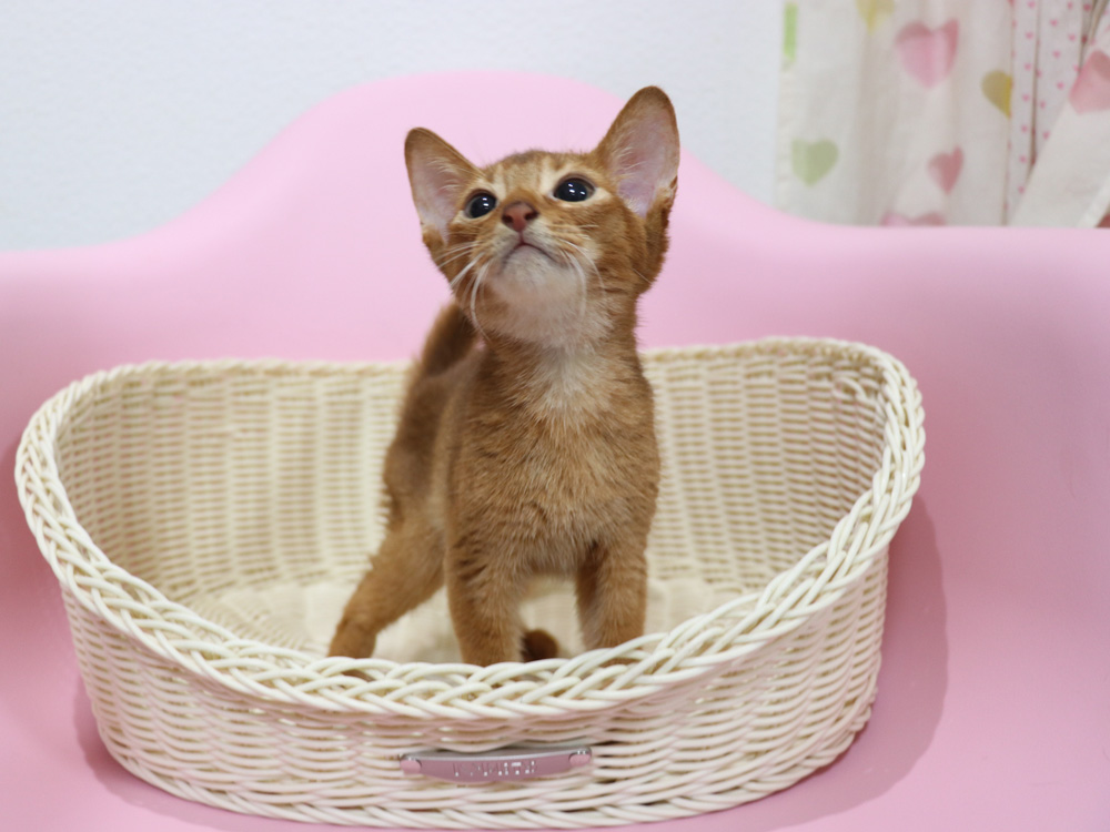 アビシニアンの子猫画像