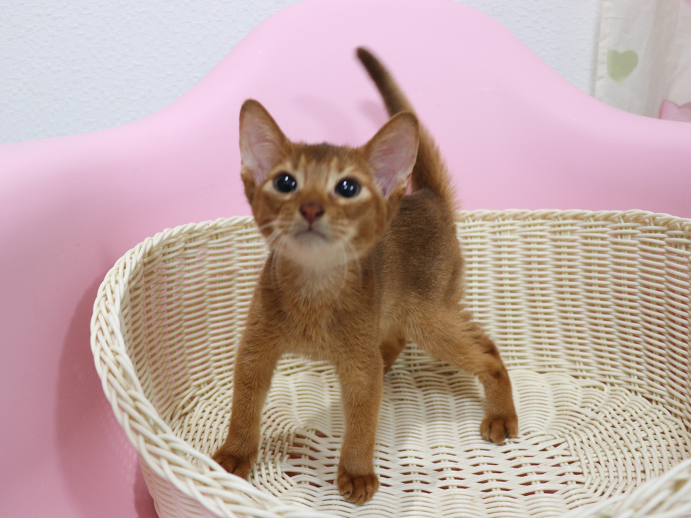 アビシニアンの子猫画像