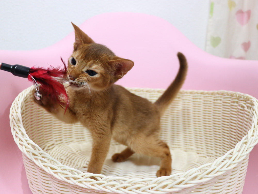 アビシニアンの子猫画像