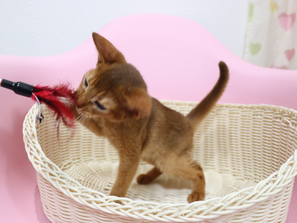 アビシニアンの子猫画像