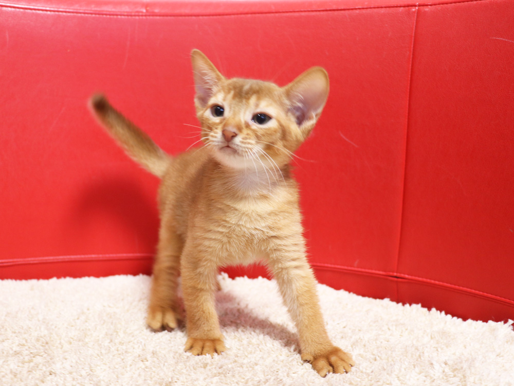 アビシニアンの子猫画像