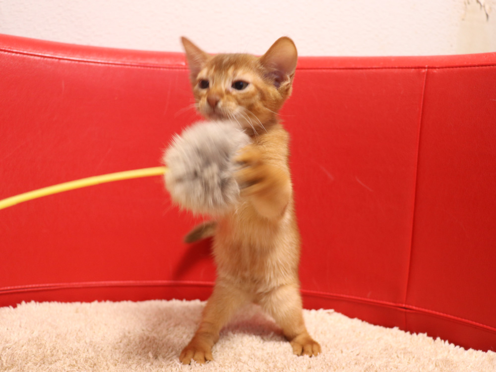 アビシニアンの子猫画像