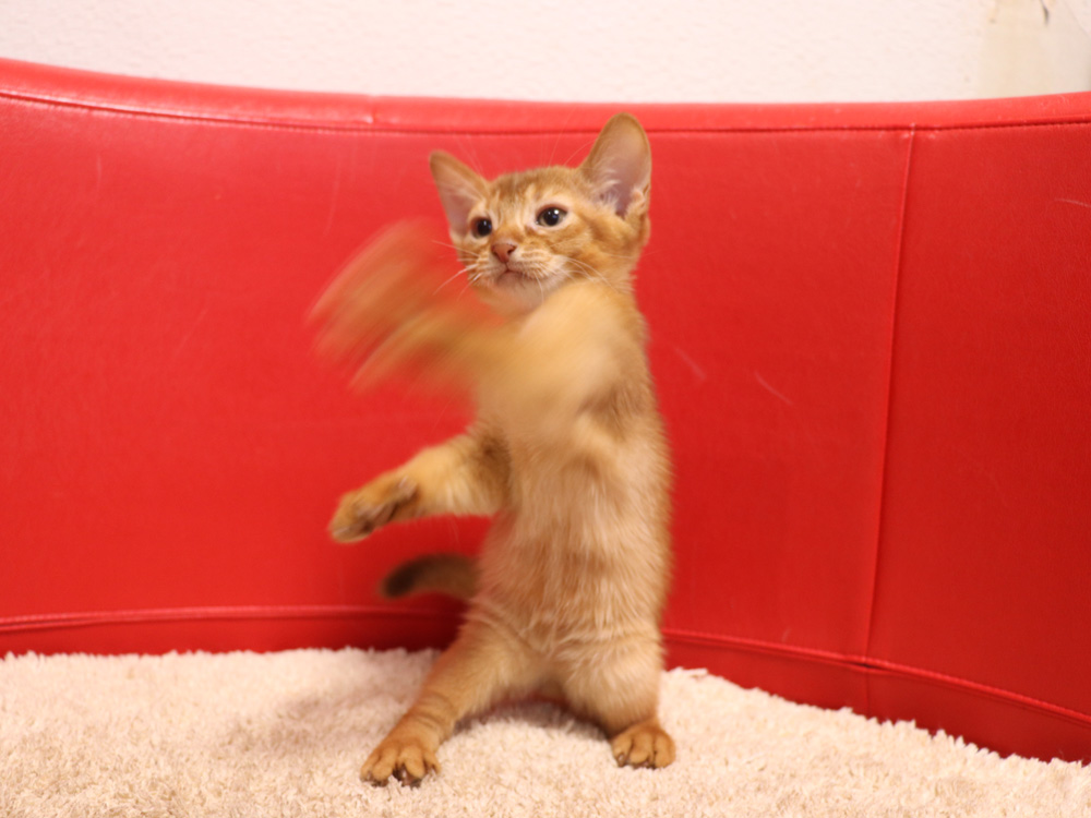 アビシニアンの子猫画像