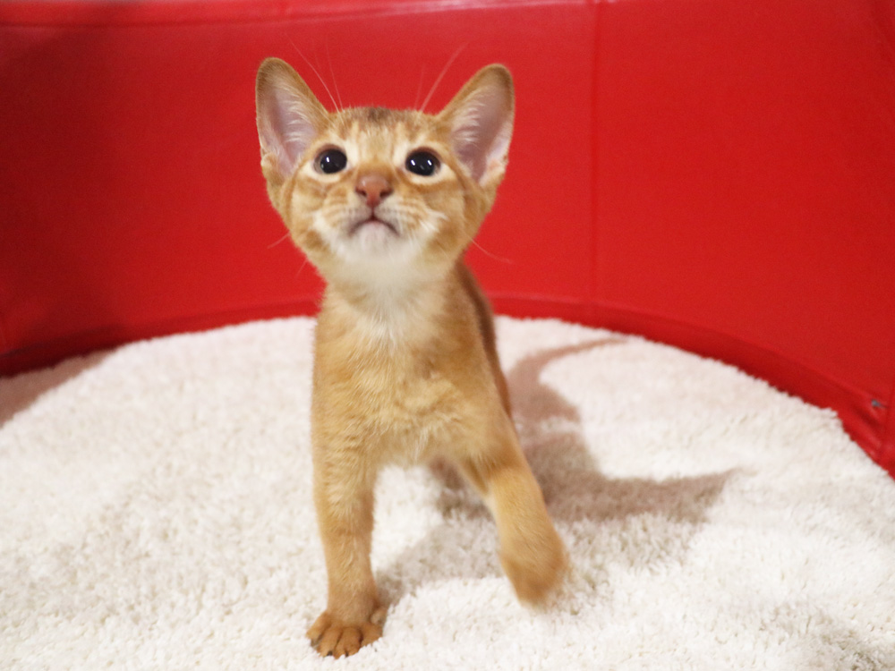 アビシニアンの子猫画像