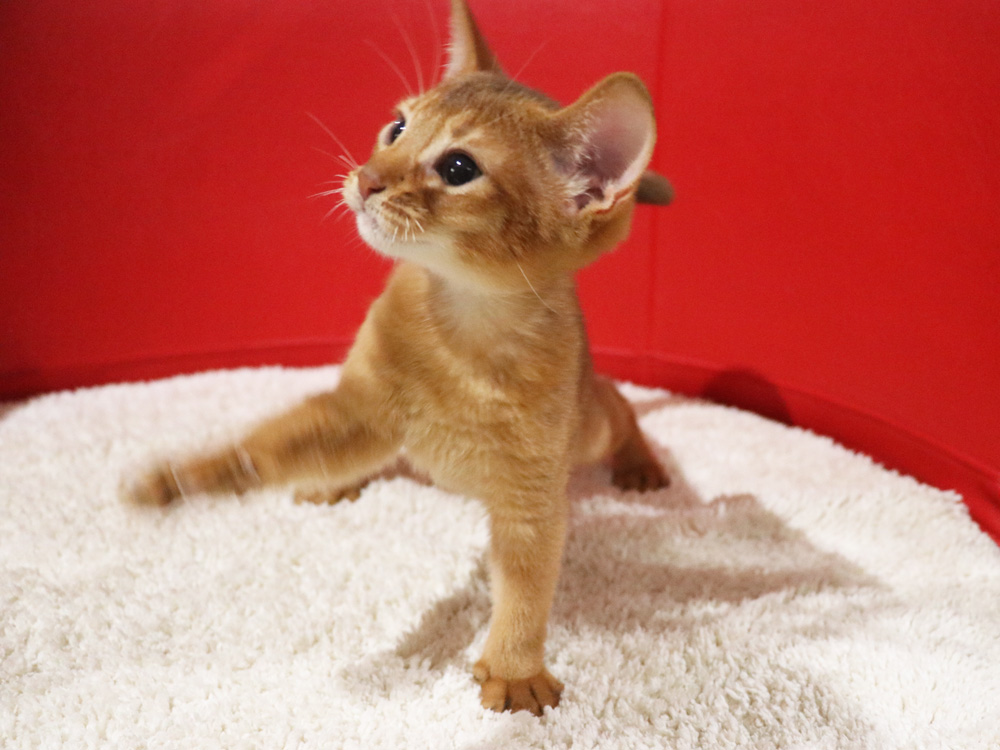 アビシニアンの子猫画像