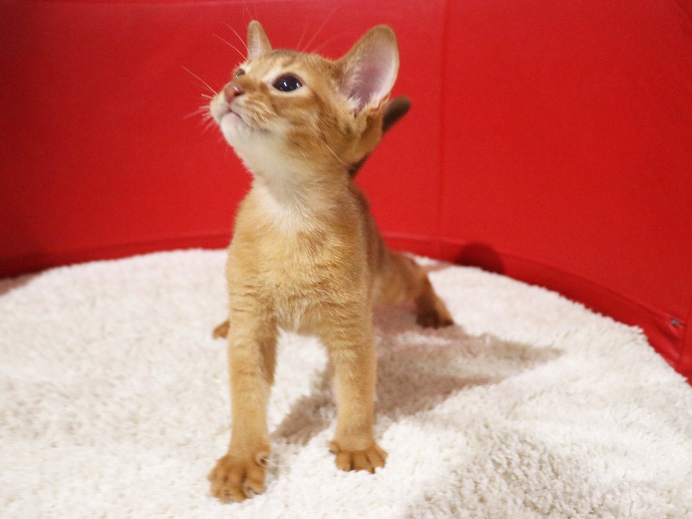 アビシニアンの子猫画像